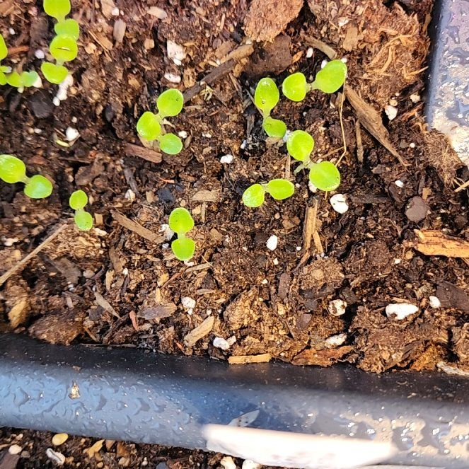 Photo of the plant species Floribibb Lettuce by @BTMom named Jackson on Greg, the plant care app