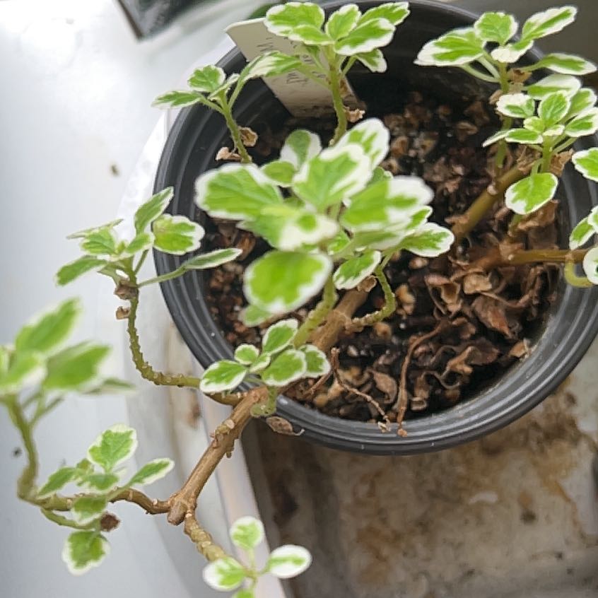 Photo of the plant species Swedish Ivy White Surf by @CoolAmazonjewel named Cleopatra on Greg, the plant care app
