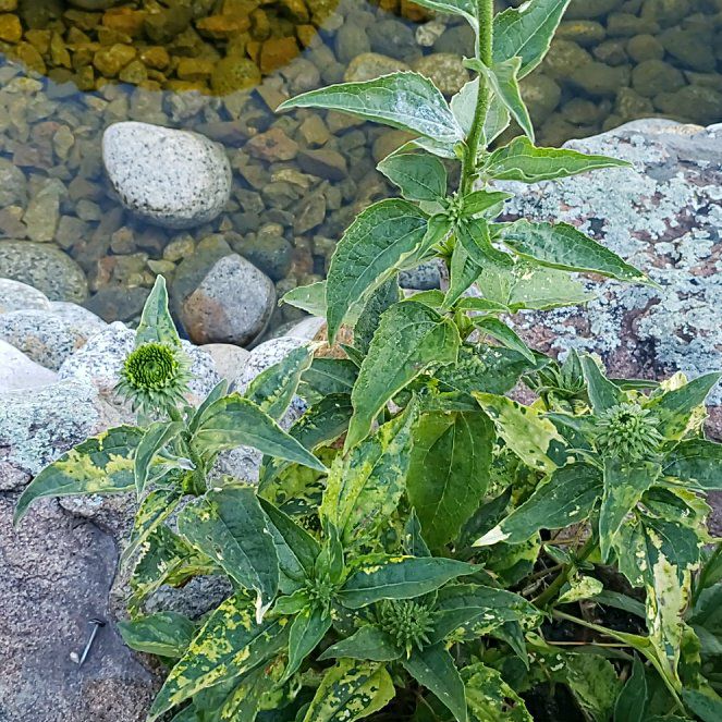 Photo of the plant species Bittersweet by @ColossalOregano named Curie on Greg, the plant care app