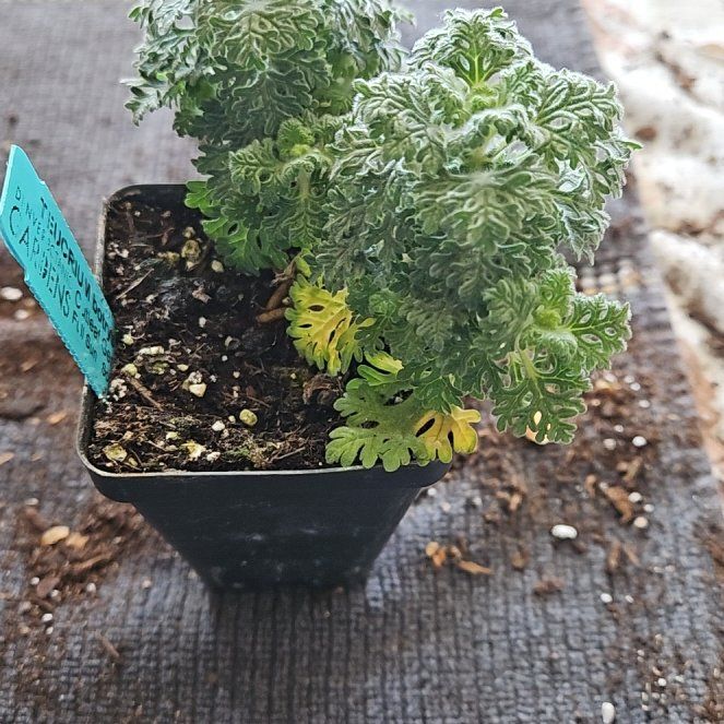Photo of the plant species Cut-leaved germander by @ExplorativeFord named Harper on Greg, the plant care app