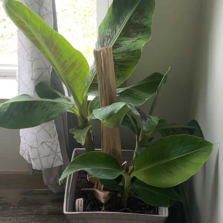 Photo of the plant species Grand Nain Banana by @Meghanmousty named Leaf Erickson on Greg, the plant care app