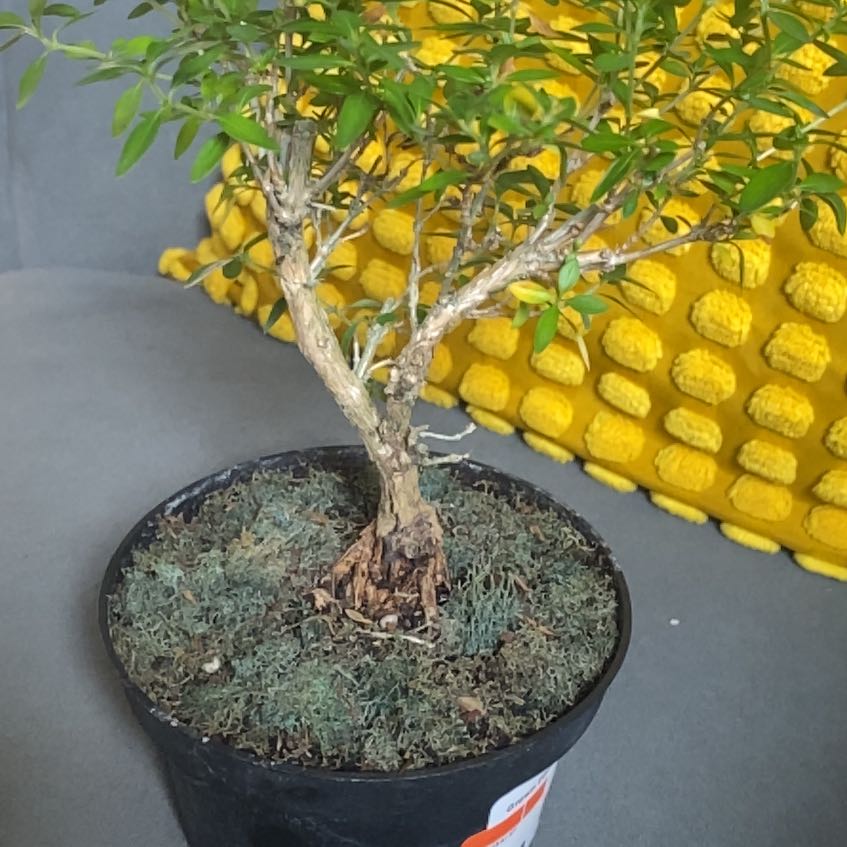 Photo of the plant species Kyoto Serissa by @WorthySplitrock named Seiko on Greg, the plant care app