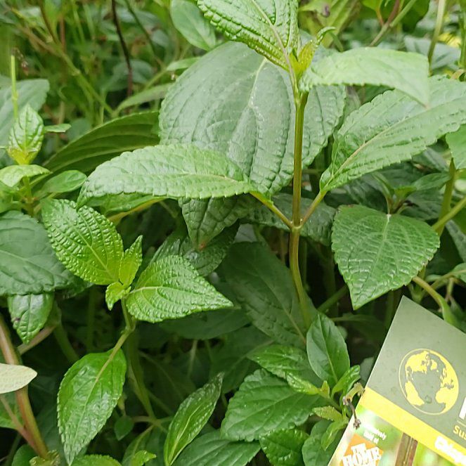 Photo of the plant species Chiapas Sage by @ConstantElkweed named Rainier on Greg, the plant care app