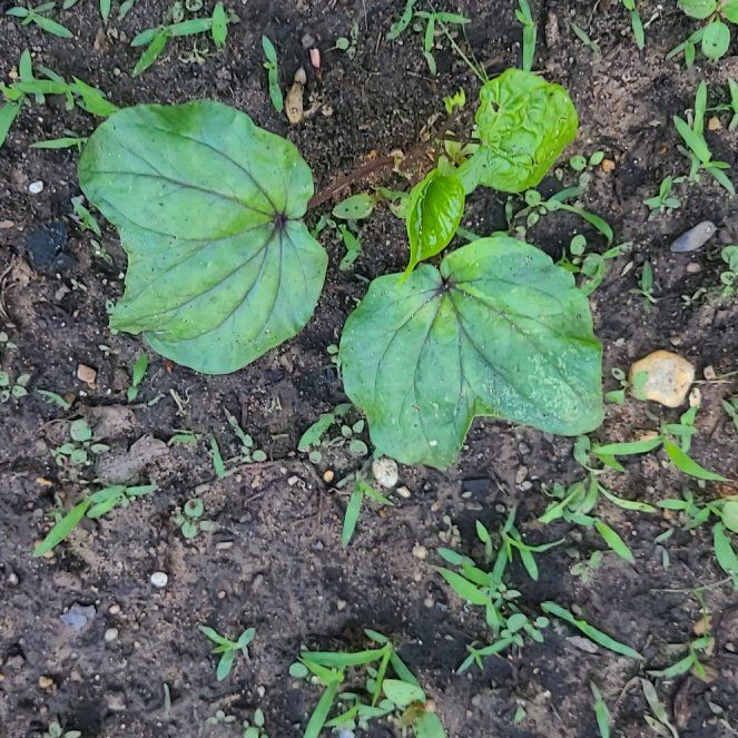 Photo of the plant species Pacific Trillium by @VipAnisehyssop named Elina on Greg, the plant care app
