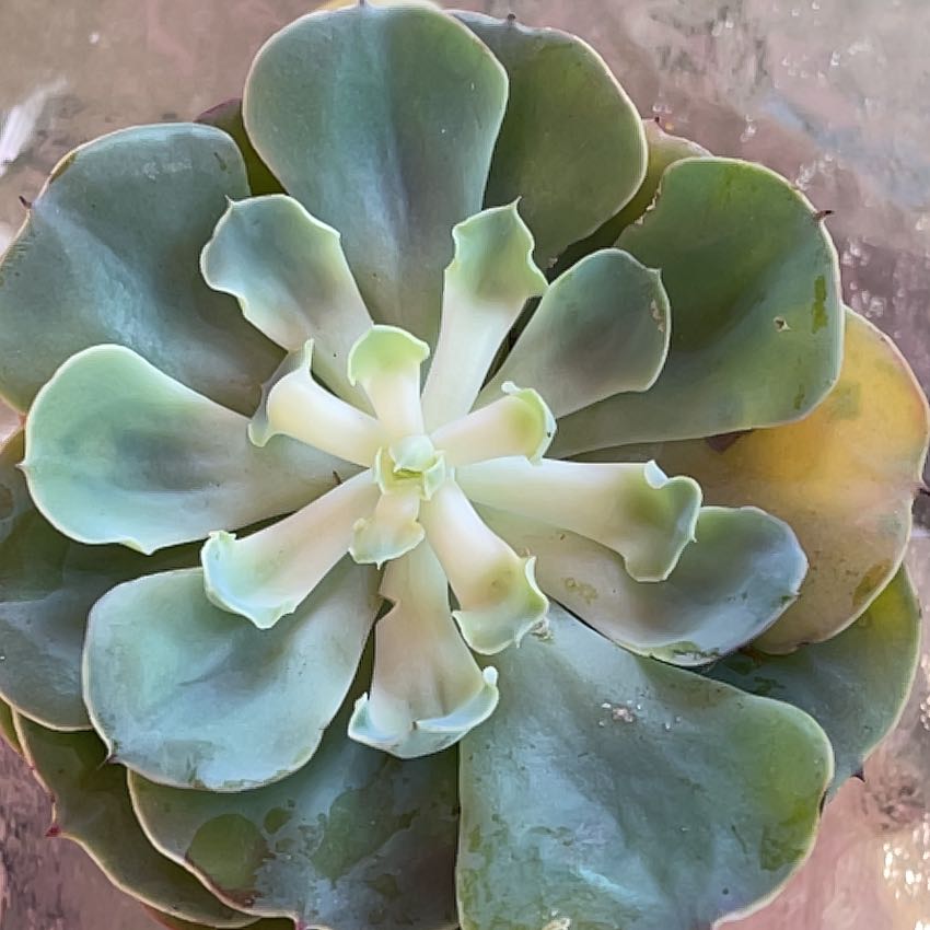 Photo of the plant species Echeveria 'Aracelli' by @DynamicClusia named Sherlock on Greg, the plant care app