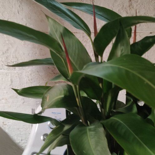 Photo of the plant species False Bird of Paradise 'Choconiana' by @CivilMungbeans named Demi on Greg, the plant care app