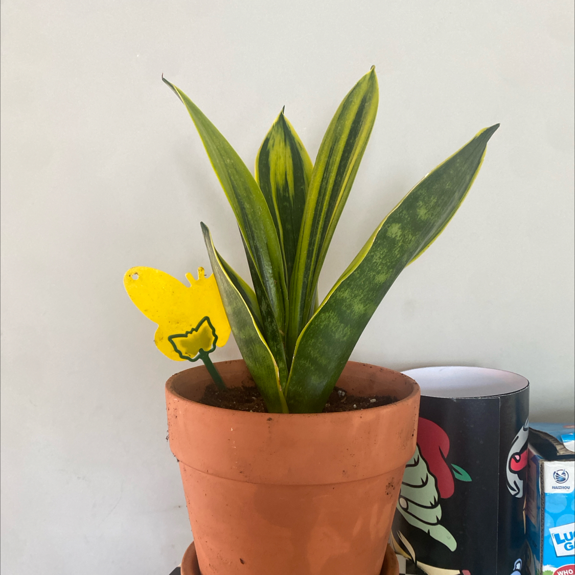 Golden Flame Snake Plant in a terracotta pot with vibrant green and yellow-edged leaves.