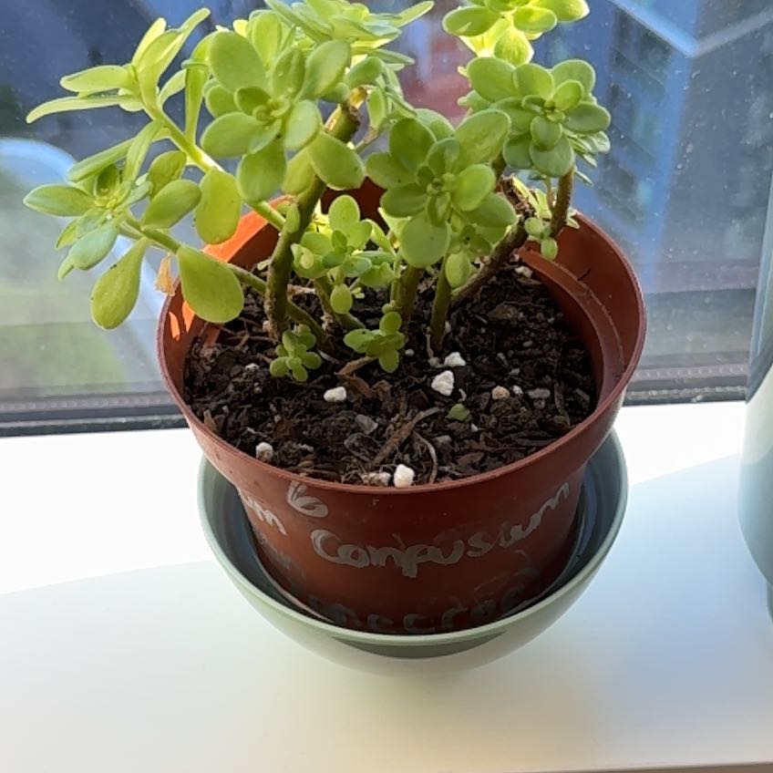Photo of the plant species Mexican Stonecrop by @ElderPyrethrum named Lola on Greg, the plant care app