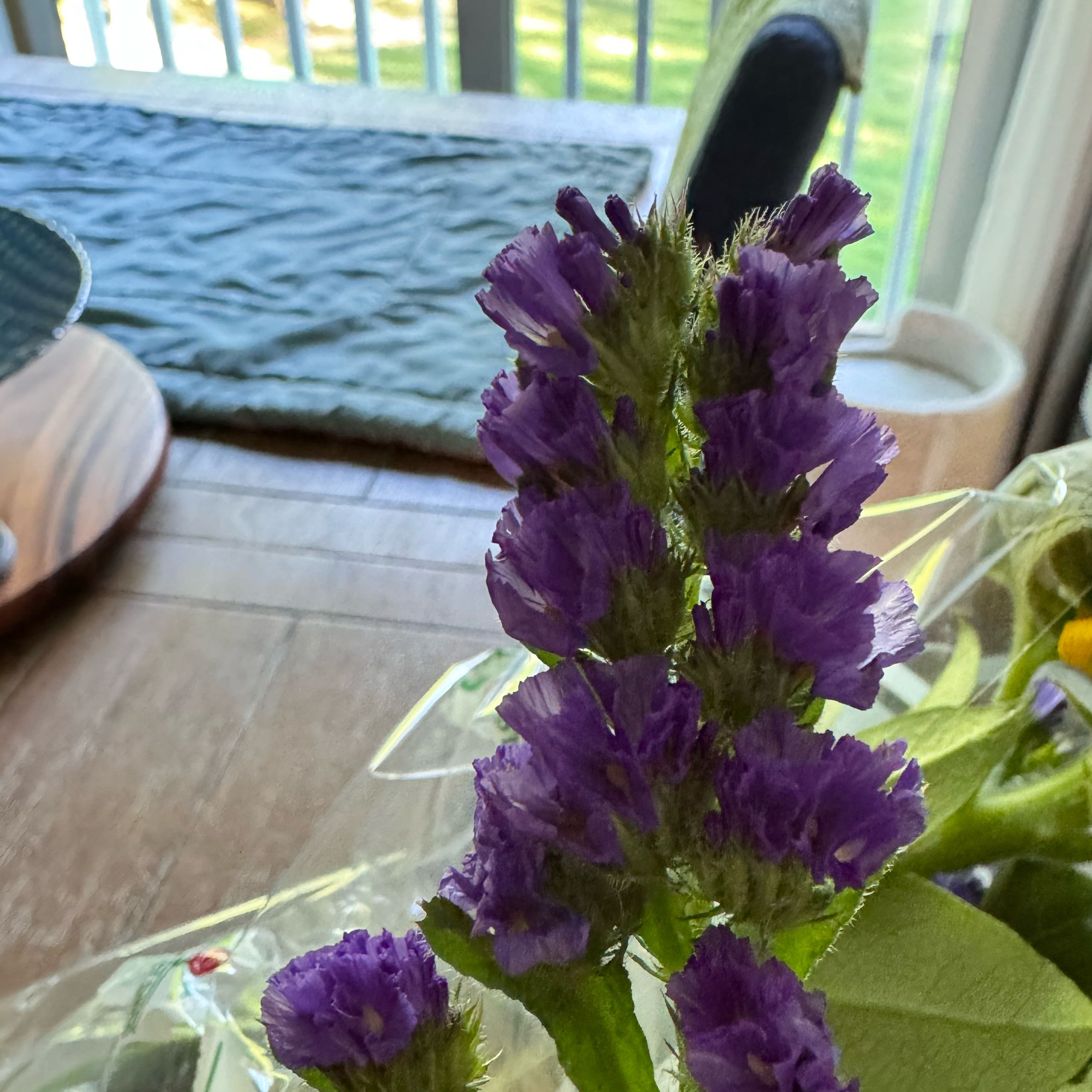 Photo of the plant species Bristly Bellflower by @WinAsteriskivy named Sir Plancelot on Greg, the plant care app