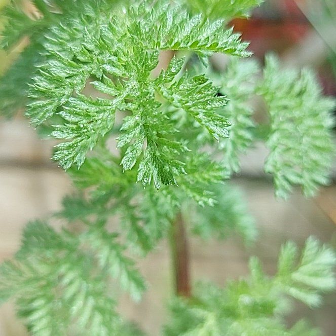 Photo of the plant species Boreal Yarrow by @StarMotherfern named Prince on Greg, the plant care app