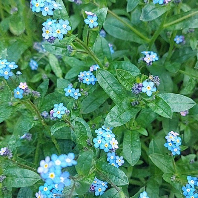 Photo of the plant species Broadleaf Forget-Me-Not by @StarMotherfern named Dolores on Greg, the plant care app