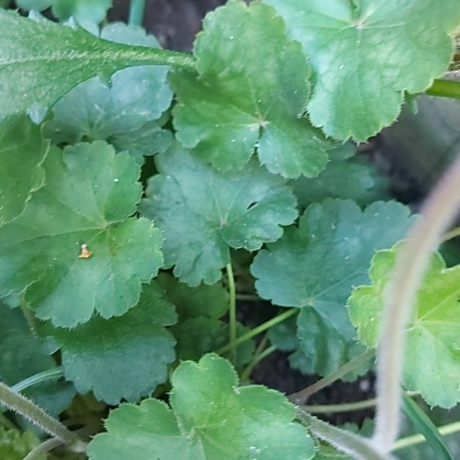 Photo of the plant species Coral Bells by @StarMotherfern named Shakira on Greg, the plant care app