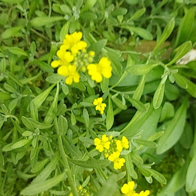 Photo of the plant species Basket of Gold by @StarMotherfern named Plato on Greg, the plant care app
