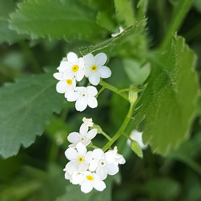 Photo of the plant species Broadleaf Forget-Me-Not by @StarMotherfern named da Vinci on Greg, the plant care app