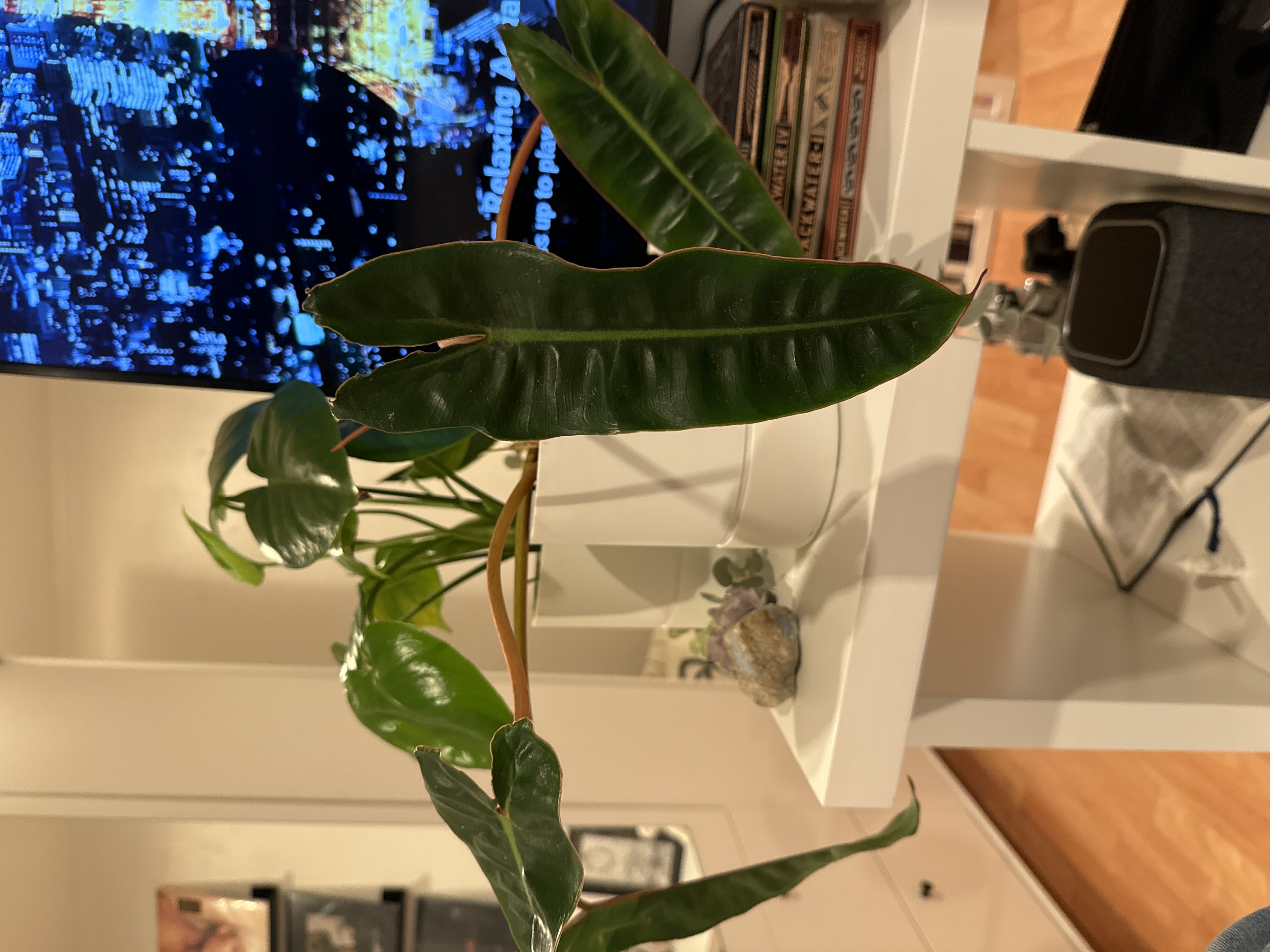 Photo from the post