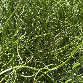 Photo of the plant species Delicate Horsetail by @BonusGrayssedge named Athena on Greg, the plant care app