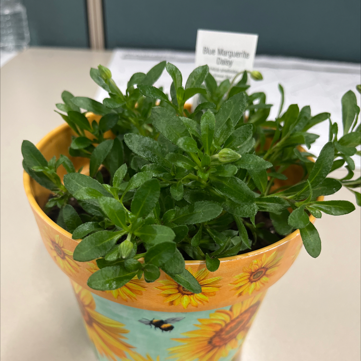 Photo of the plant species blue daisy bush by @LucidFiresticks named Mae on Greg, the plant care app
