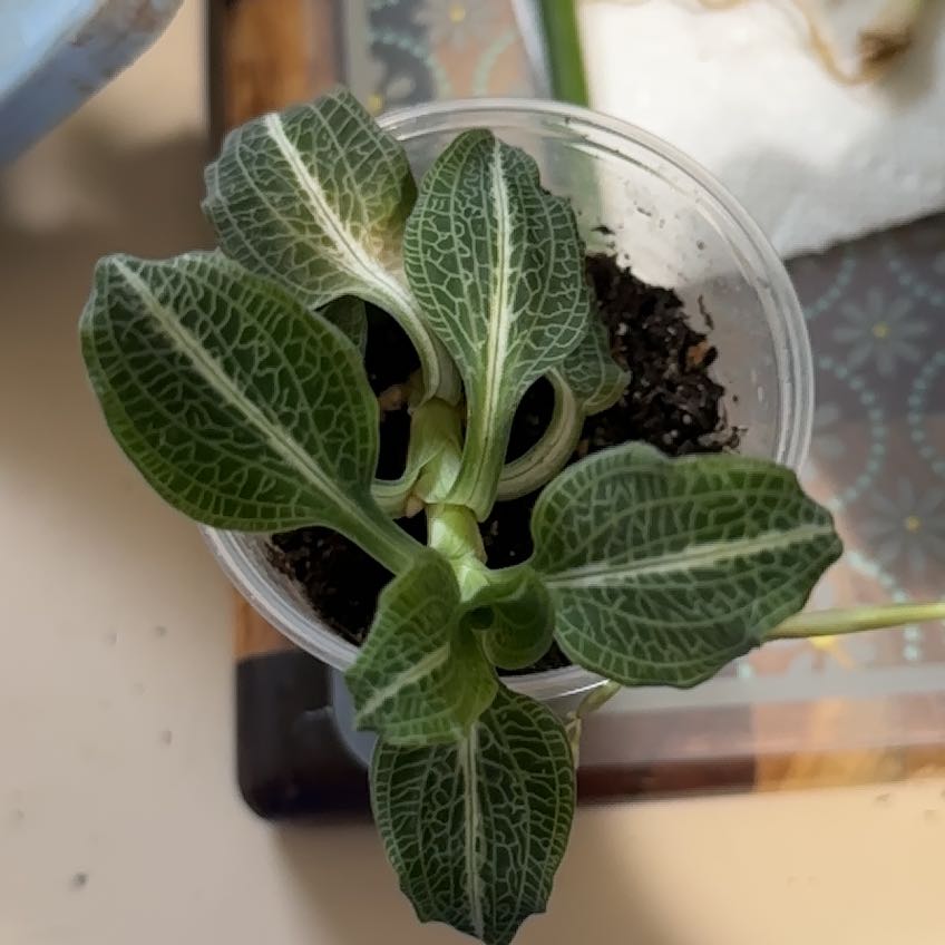Downy Rattlesnake Plantain with distinct veined leaves in a small pot.