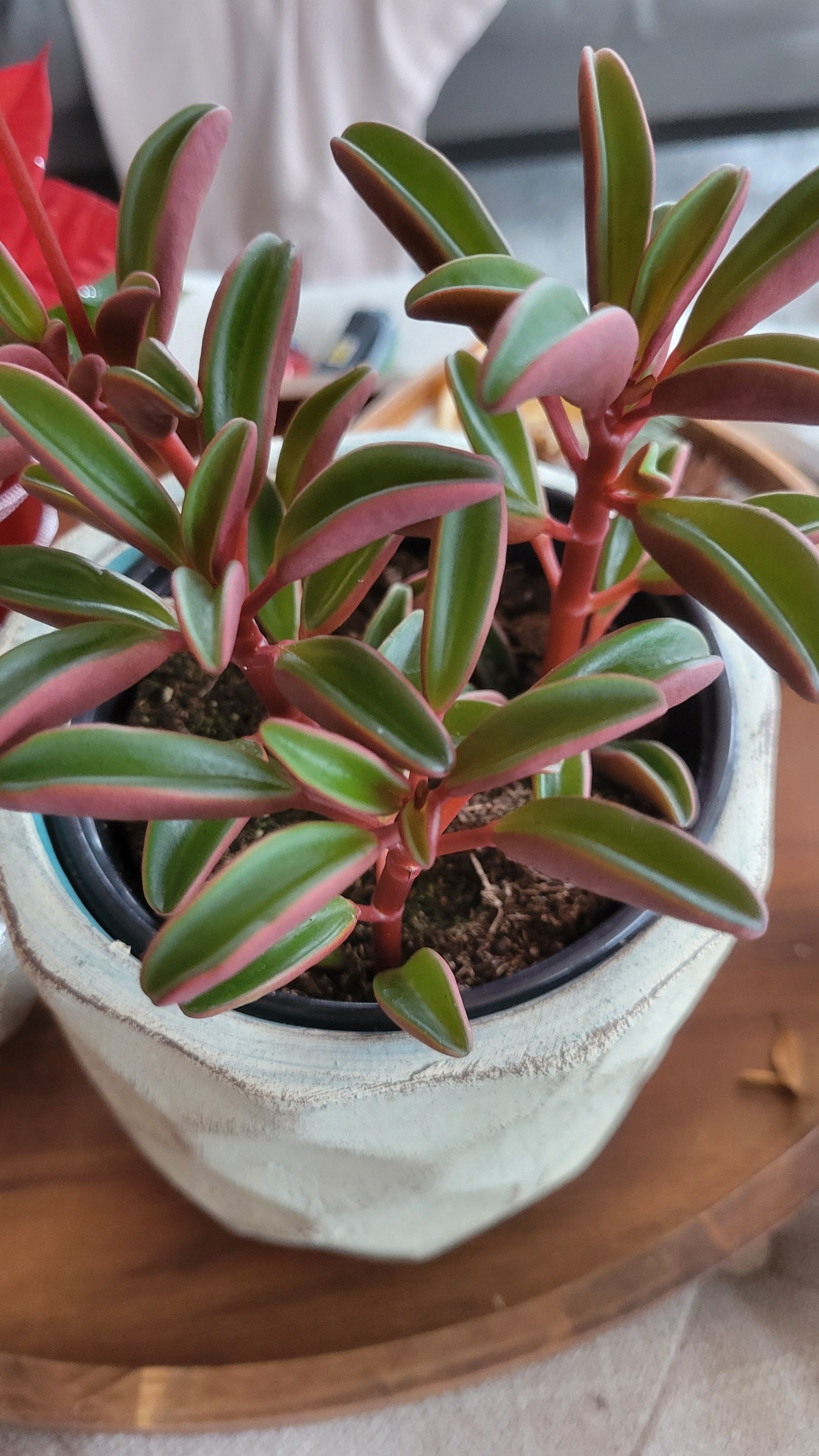 Photo of the plant species Peperomia Ruby Glow by @PositiveMint named Harmony on Greg, the plant care app