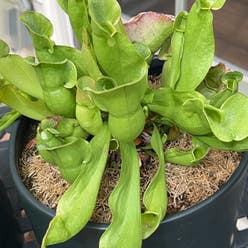 Purple Pitcher Plant plant