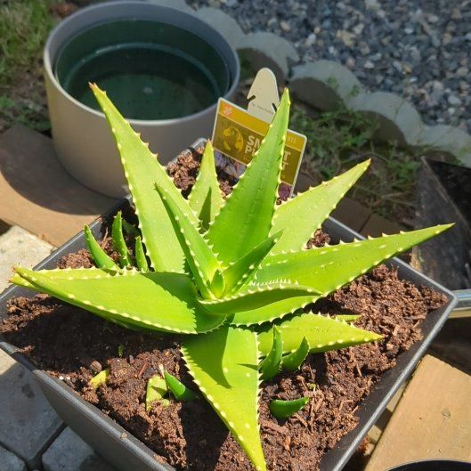 Photo of the plant species Aloe 'Giganotosaurus' by @UltraHouseleek named Wall-E on Greg, the plant care app