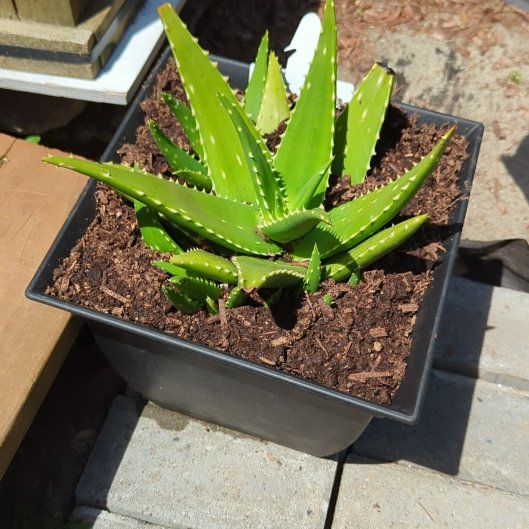 Photo of the plant species Aloe 'Giganotosaurus' by @UltraHouseleek named Mando on Greg, the plant care app