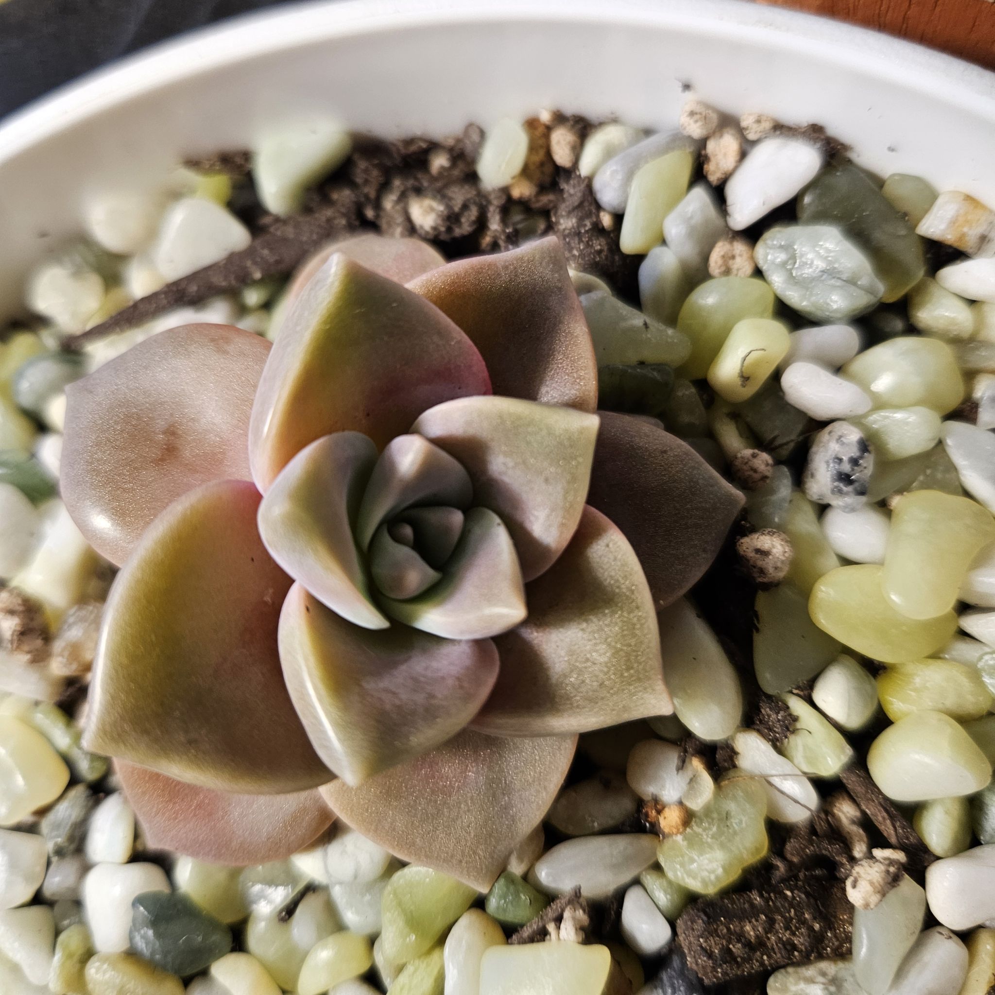 Graptopetalum 'Purple Delight' succulent in a white pot with pebbles and soil.