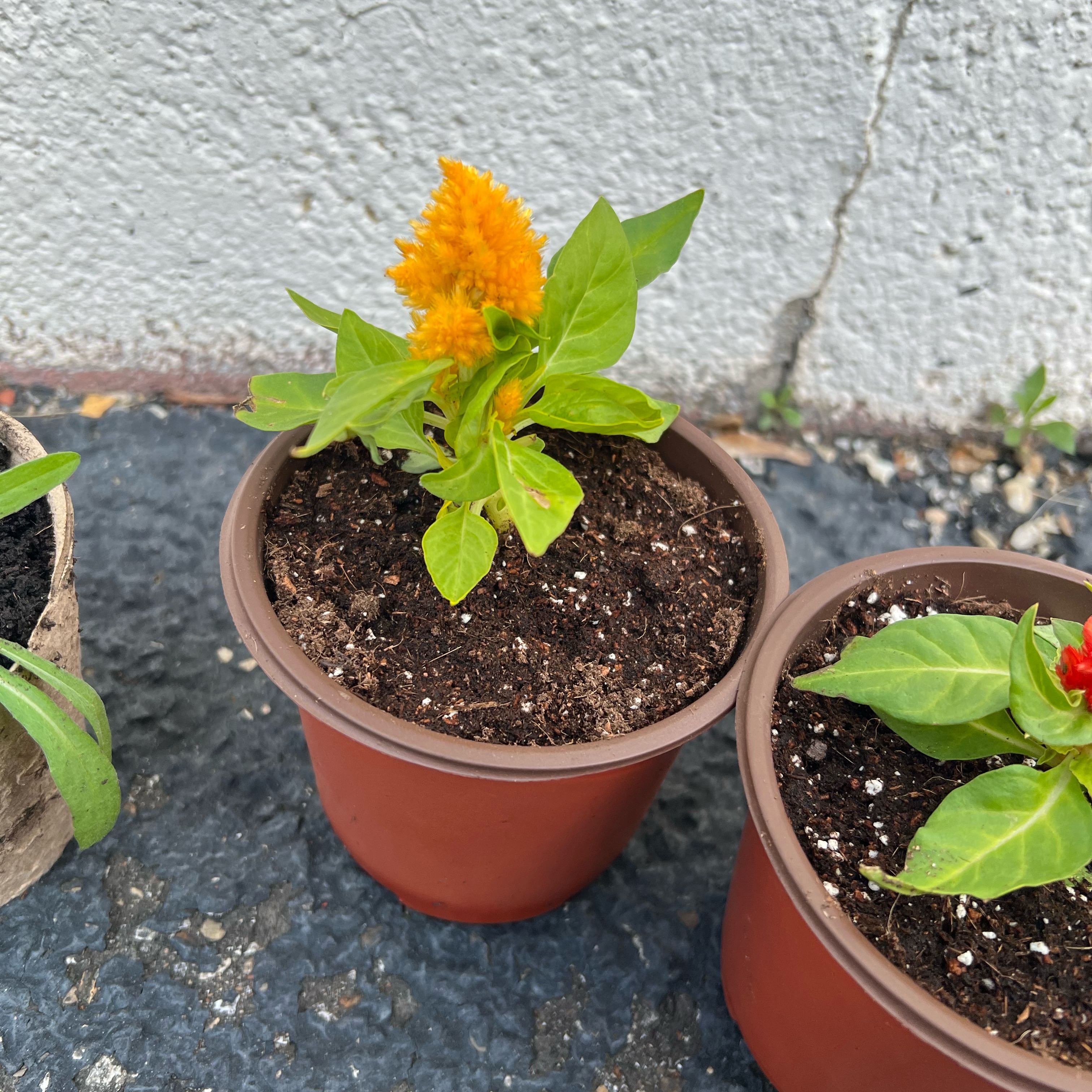 Photo of the plant species Celosia Twisted Yellow by @ShapelyCutgrass named Ava on Greg, the plant care app