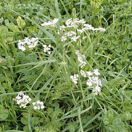 Photo of the plant species Cow Parsley by @SweetRibbonfern named Elina on Greg, the plant care app