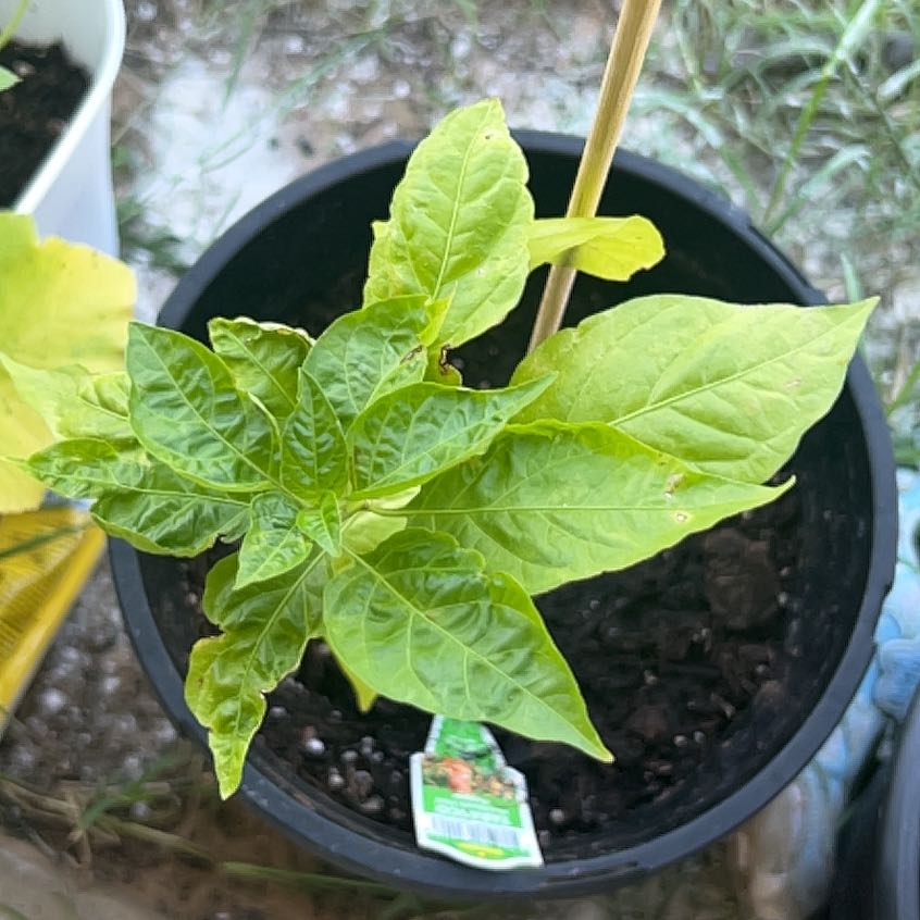 Young Tabasco Pepper plant in a black pot with visible soil and green leaves.