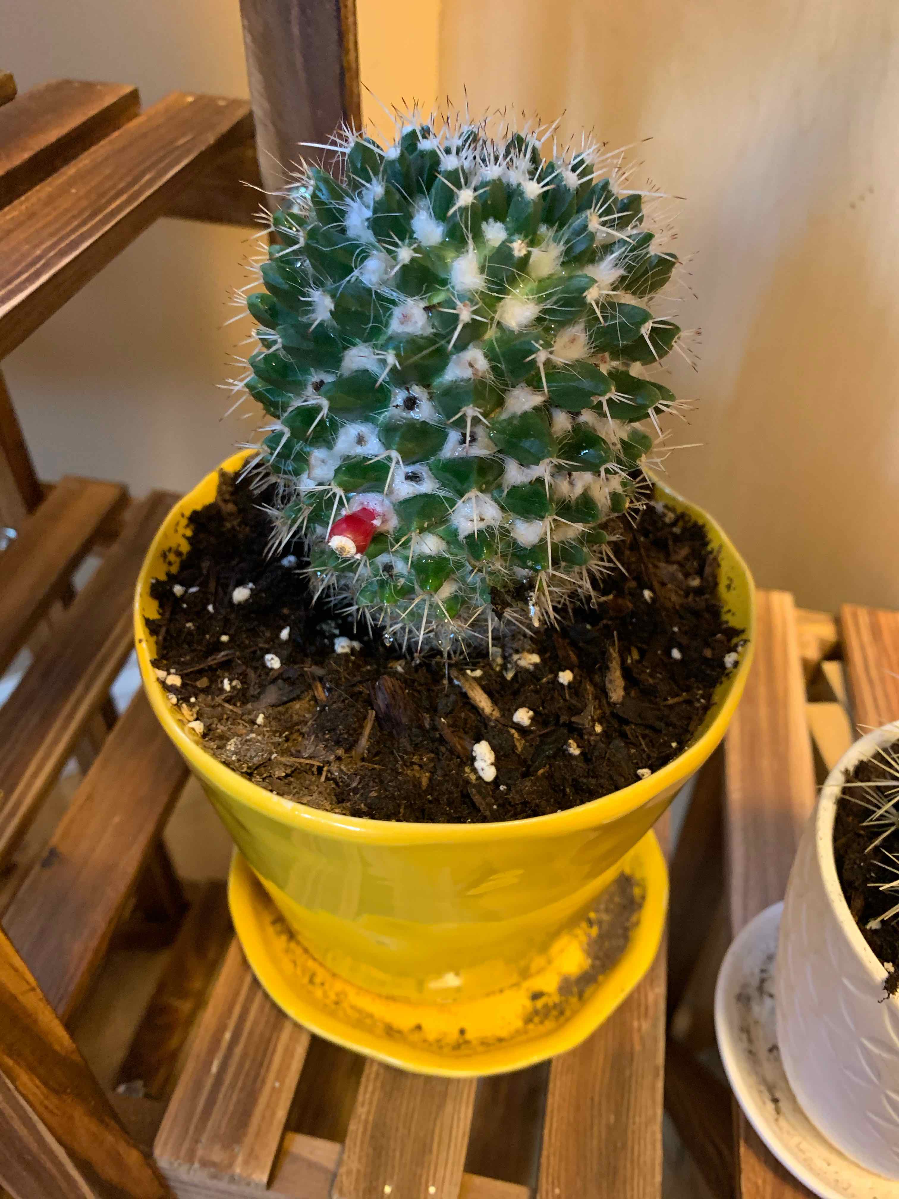 Mexican Pincushion cactus in a yellow pot with visible soil, well-framed and in focus.