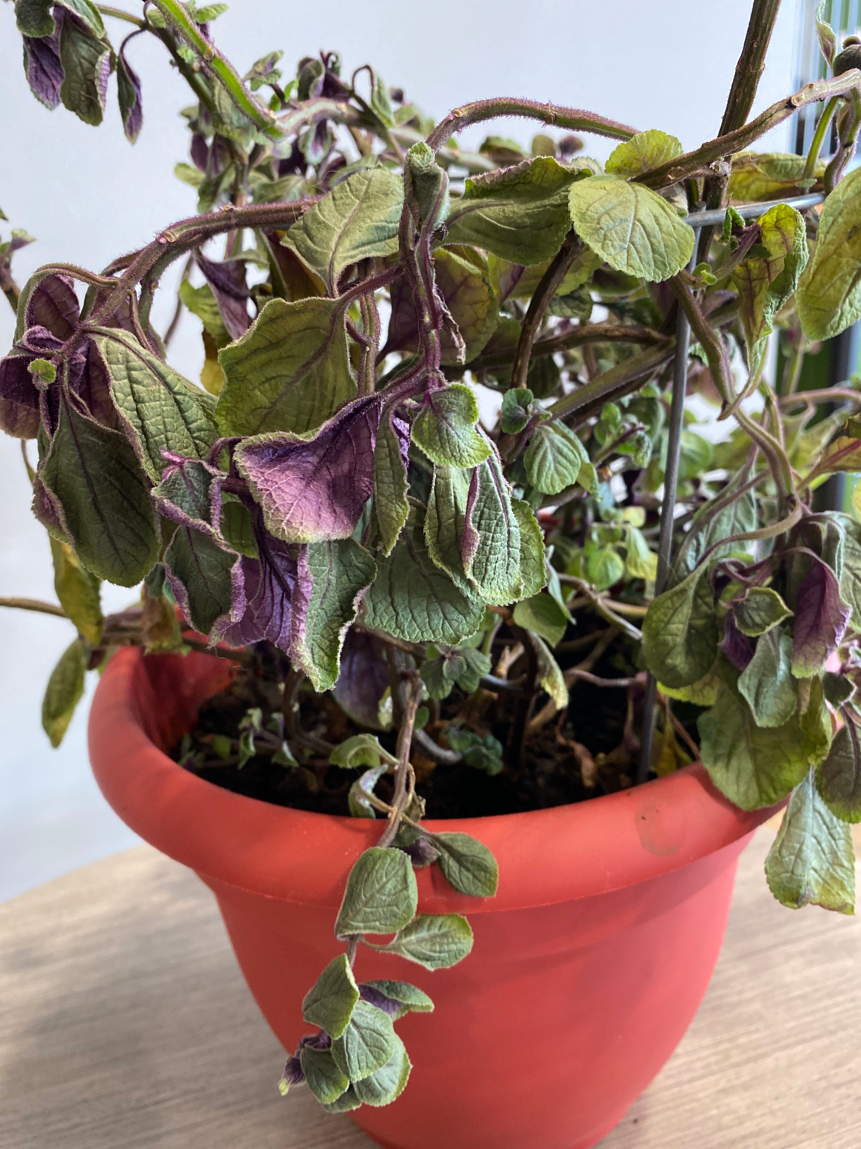 🌸 5 Indoor Care Tips for Speckled Spur Flower