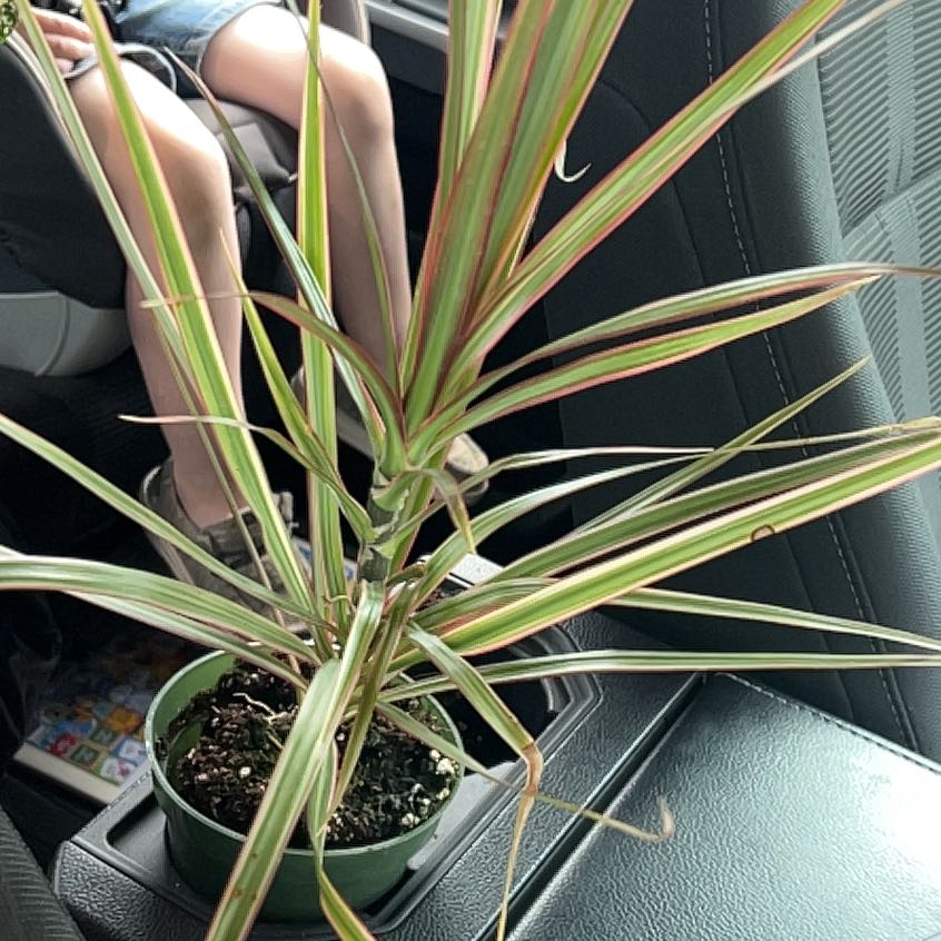 Dracaena plant in a small pot inside a car, appears healthy with variegated leaves.