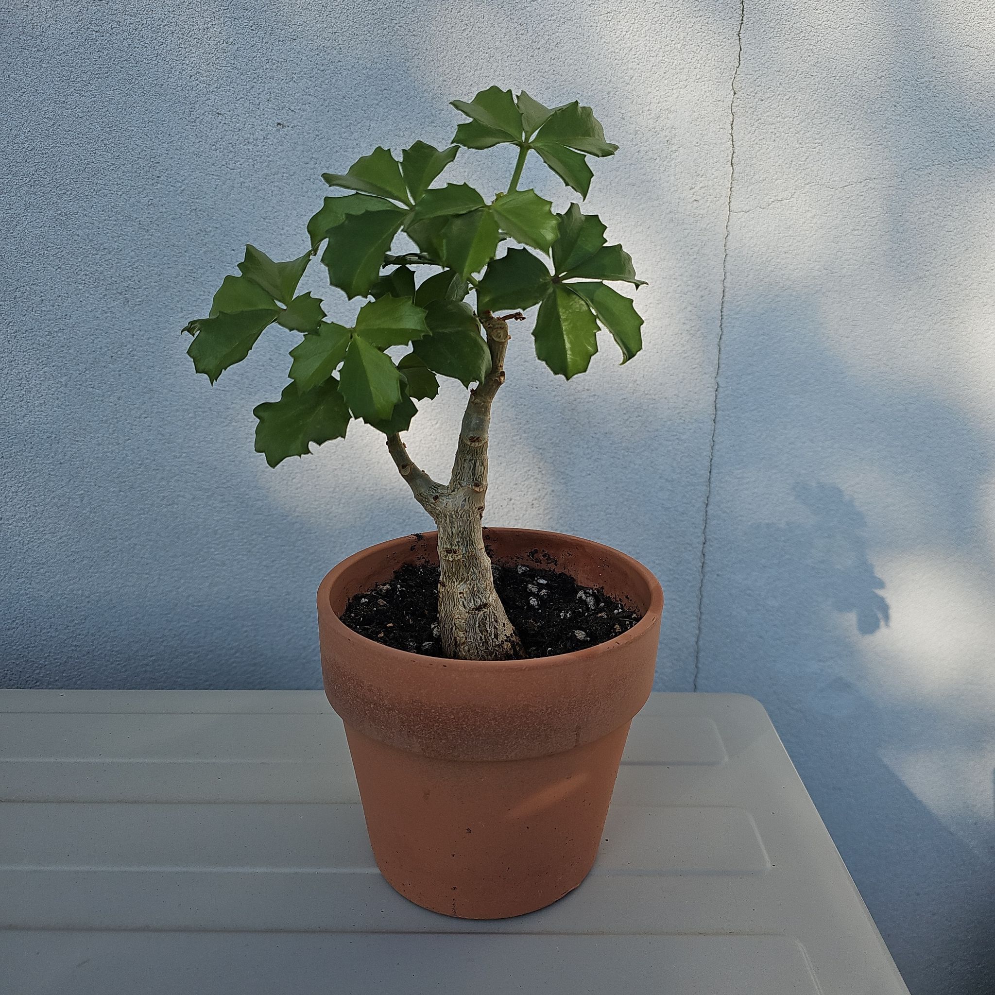 Photo of the plant species Cyphostemma cirrhosum by @ValidHollyfern named Aria on Greg, the plant care app