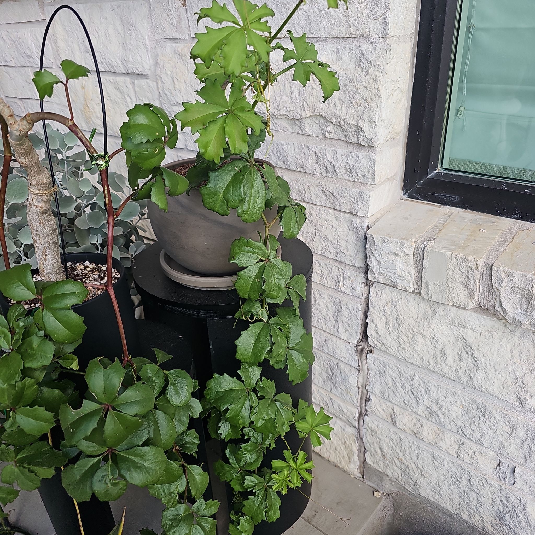 Photo of the plant species Cyphostemma cirrhosum by @ValidHollyfern named Aria on Greg, the plant care app