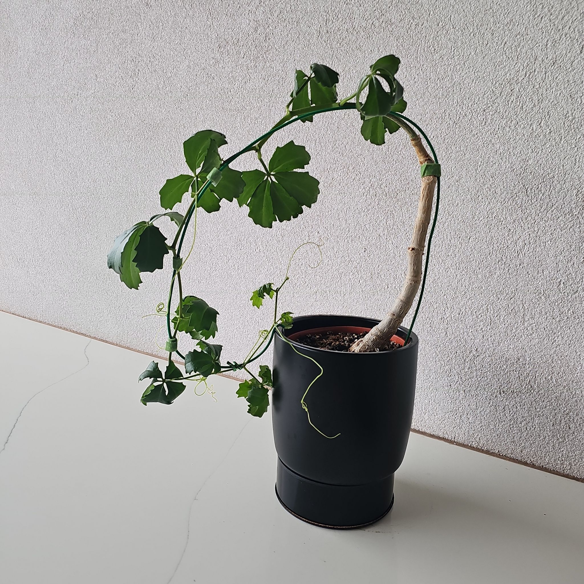 Photo of the plant species Cyphostemma cirrhosum by @ValidHollyfern named Wall-E on Greg, the plant care app