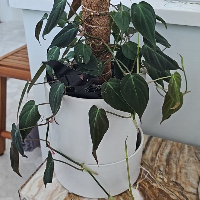 Photo of the plant species Velvet leaf philodendron by @ValidHollyfern named Lavender on Greg, the plant care app