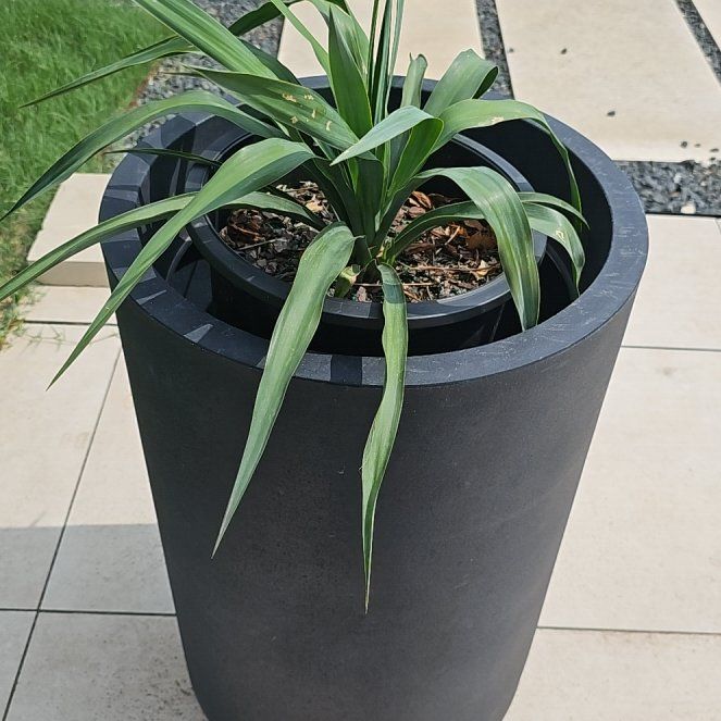 Photo of the plant species Yucca pendula by @ValidHollyfern named Pax on Greg, the plant care app