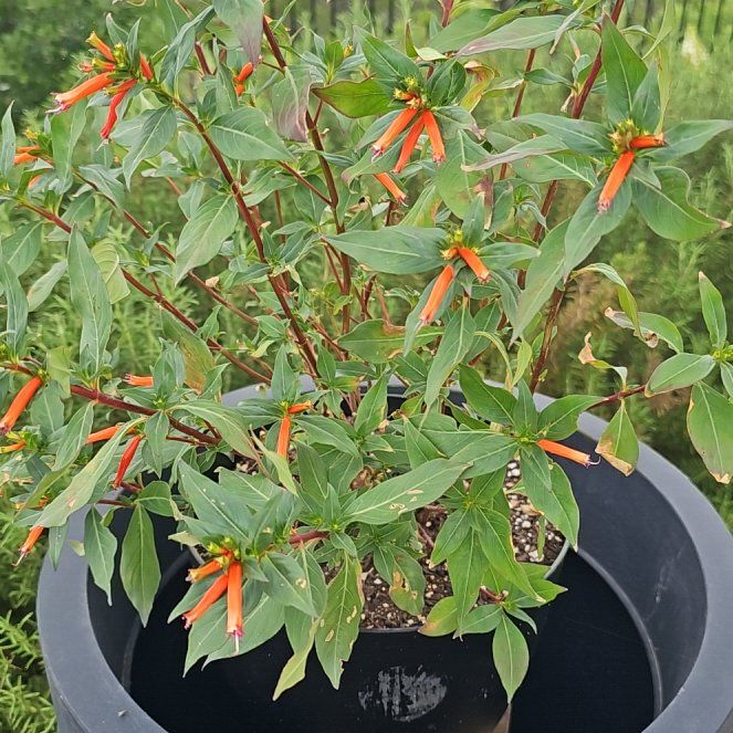 Photo of the plant species cigar plant by @ValidHollyfern named Dolores on Greg, the plant care app