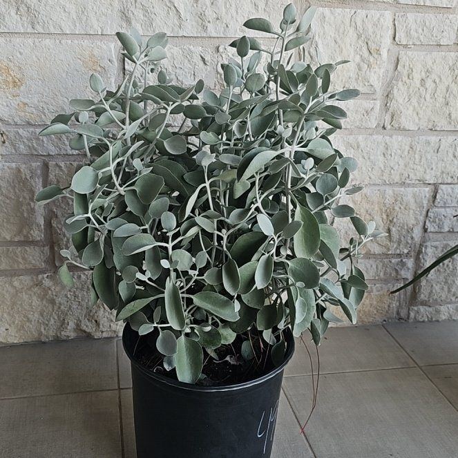 Photo of the plant species Silver Spoon by @ValidHollyfern named Anne on Greg, the plant care app