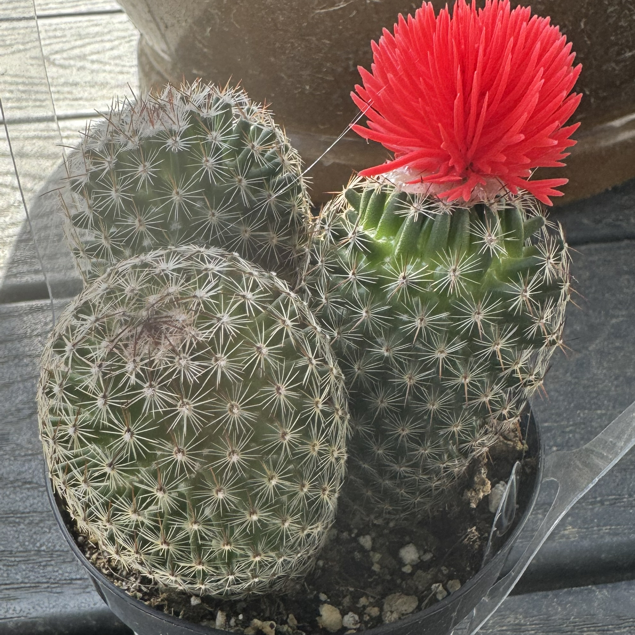 Photo of the plant species Rebutia minuscula by @UltraCostmary named Marilyn on Greg, the plant care app