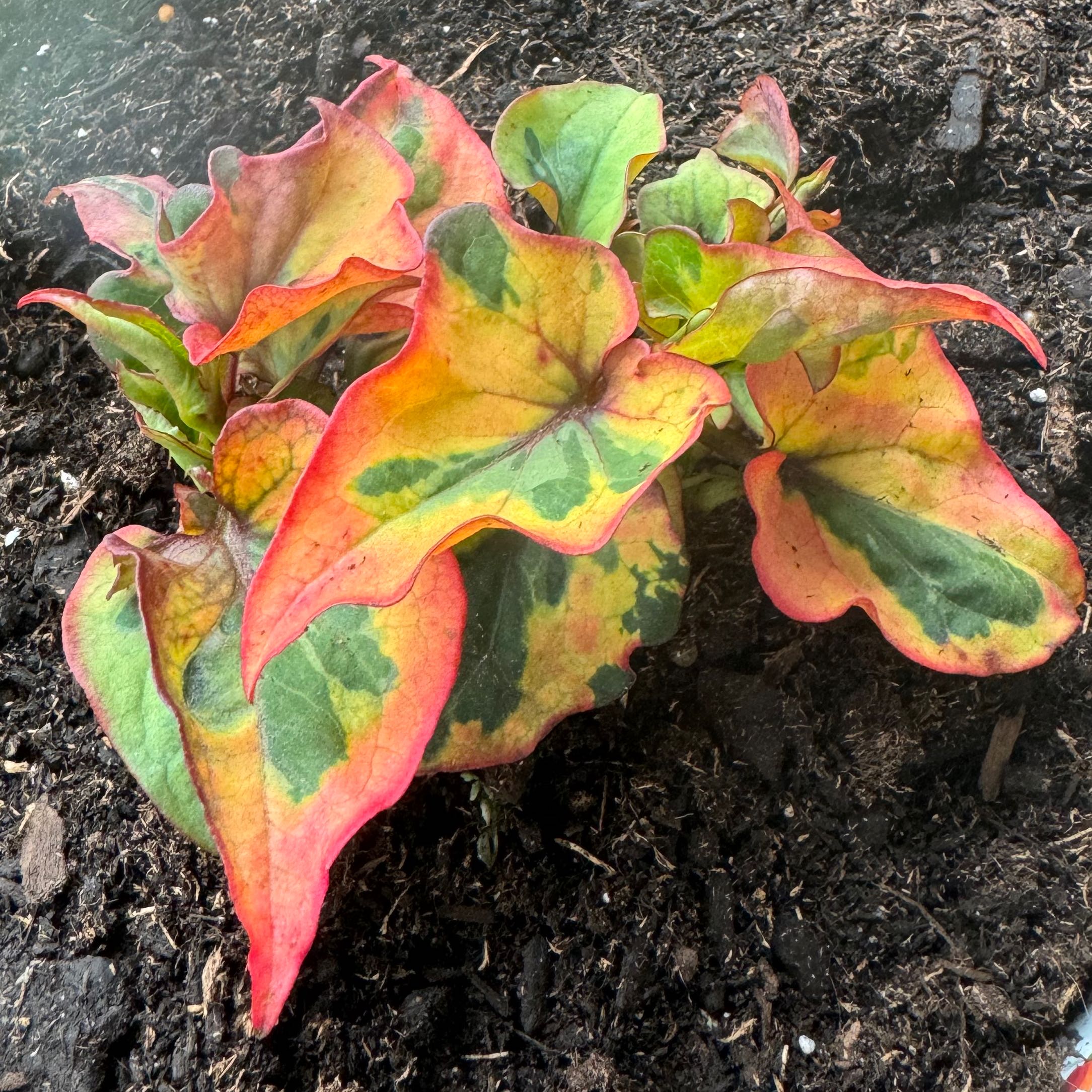 Fishwort plant with vibrant, multicolored leaves in visible soil.