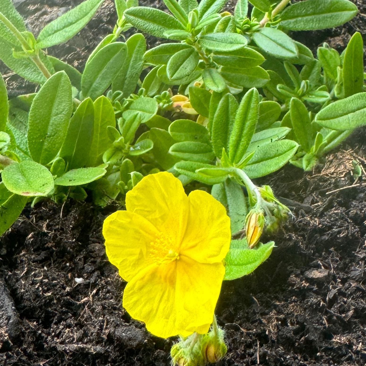 Photo of the plant species hoary rockrose by @UltraCostmary named Demi on Greg, the plant care app