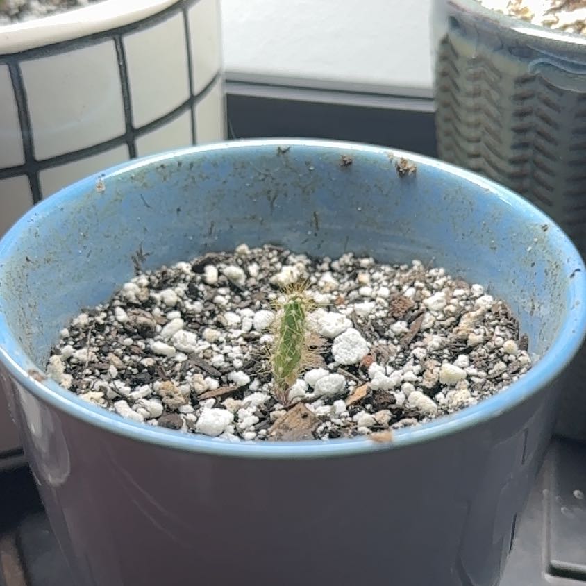 Photo of the plant species Dwarf Blue Torch Cactus by @UltraCostmary named Winston on Greg, the plant care app