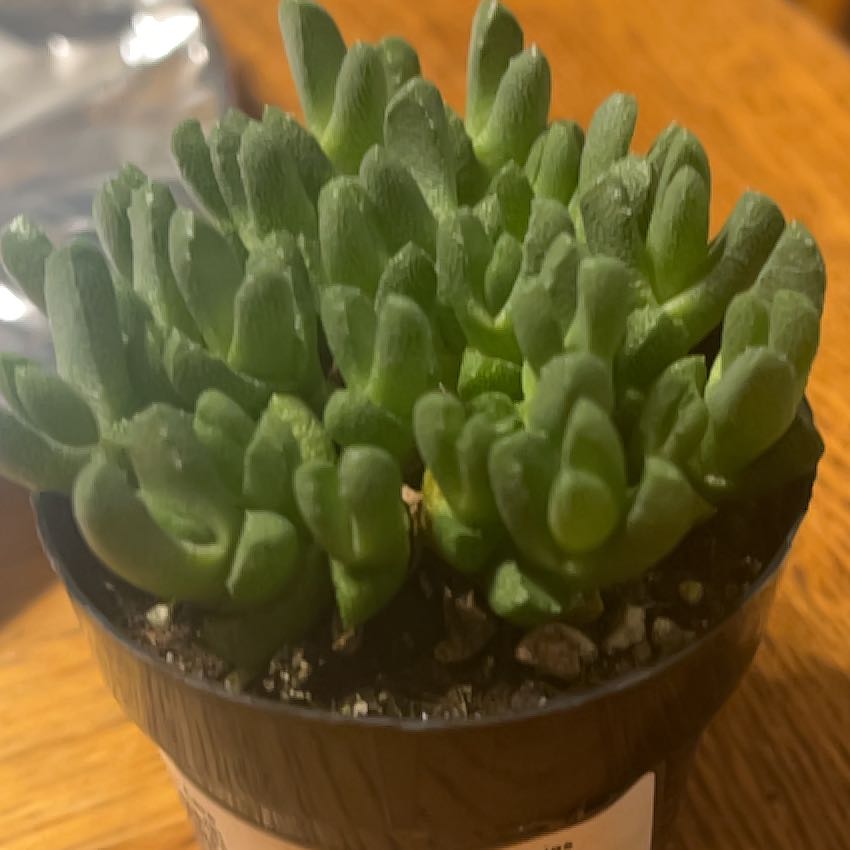 Photo of the plant species Kussingvygie by @TidyBowerwattle named Dax on Greg, the plant care app