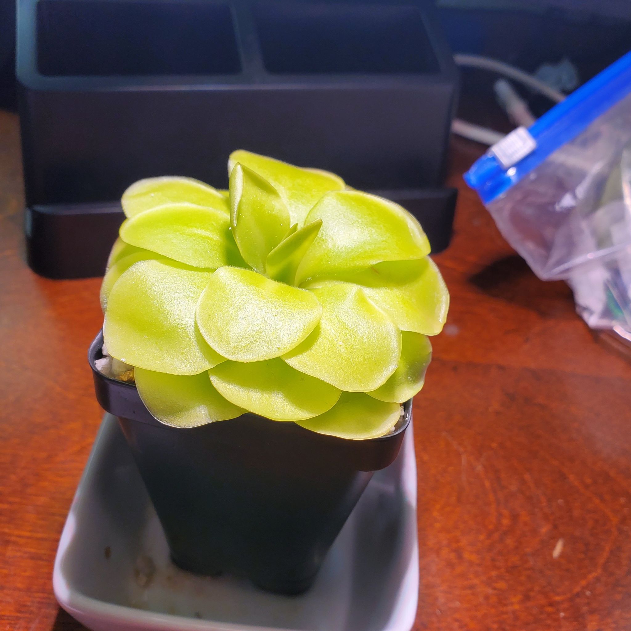 Photo of the plant species Tina Butterwort by @BoldBabysbreath named Paul on Greg, the plant care app