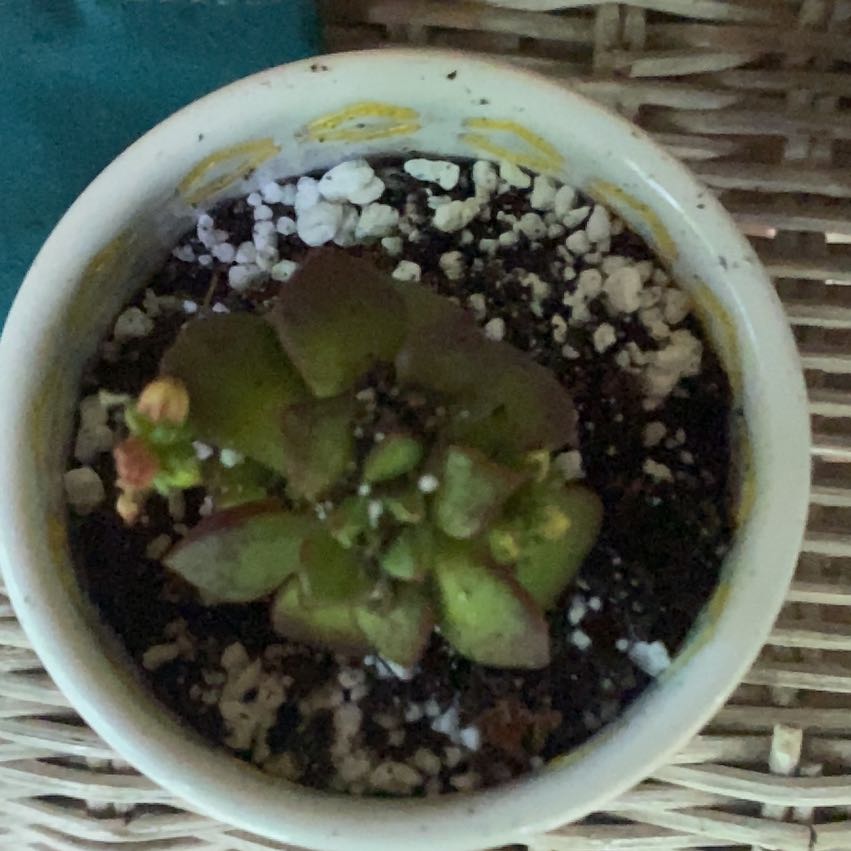Photo of the plant species Letizia by @BabyMonoceritos named Lebron on Greg, the plant care app