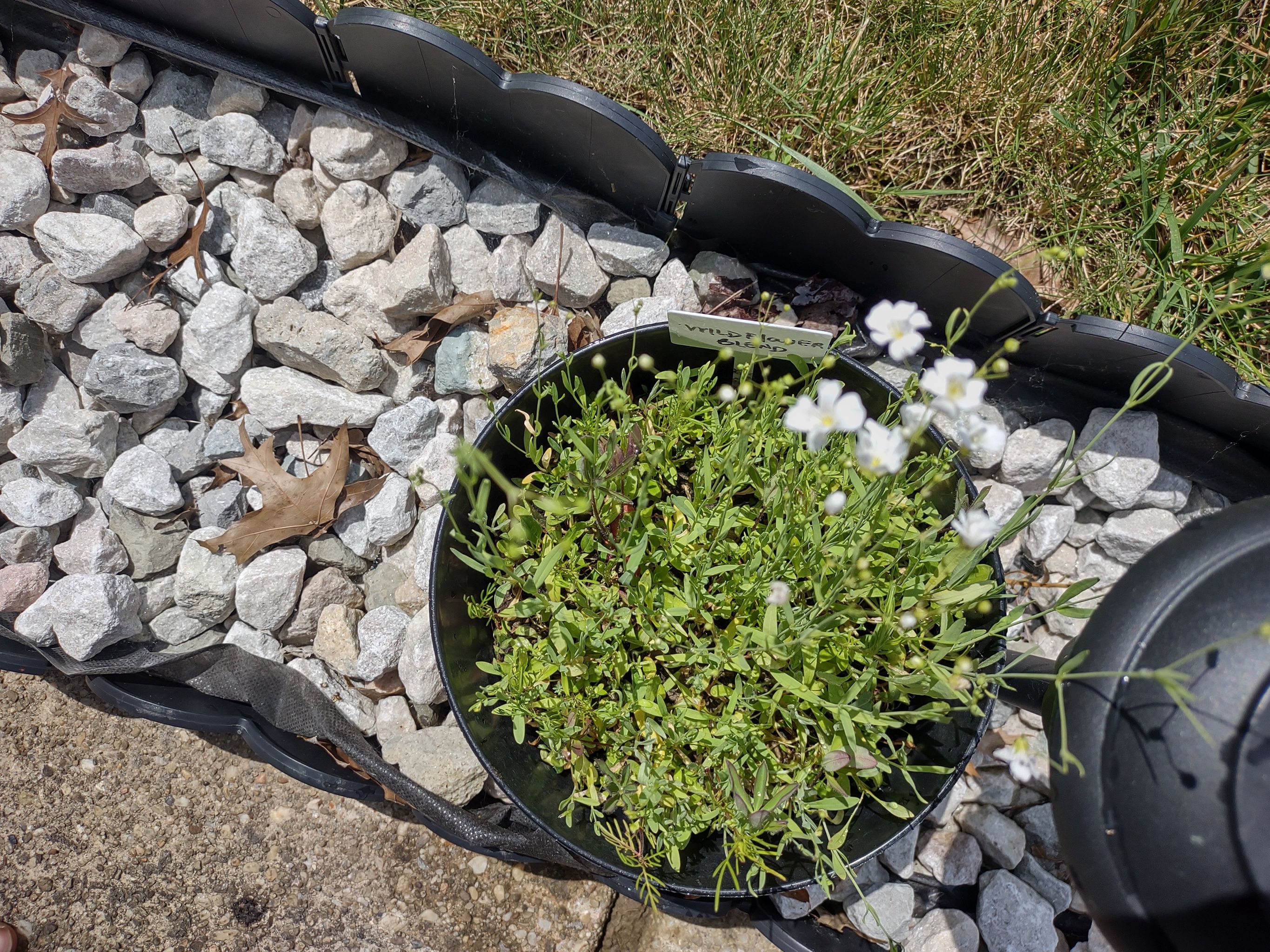 Photo of the plant species Wild Flowers by @YoungCoffeebush named Bodhi on Greg, the plant care app