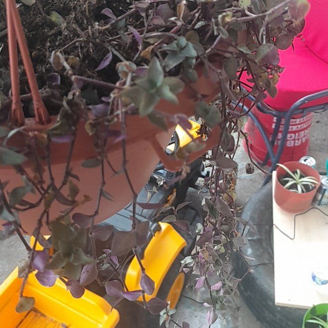 Photo of the plant species Turtle Vine by @MeekTanekaha named Kylie on Greg, the plant care app
