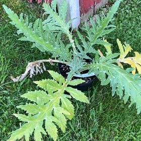 Photo of the plant species Globe Artichoke by @StrongScallions named Hamilton on Greg, the plant care app